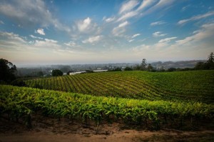 Our Vineyard 1